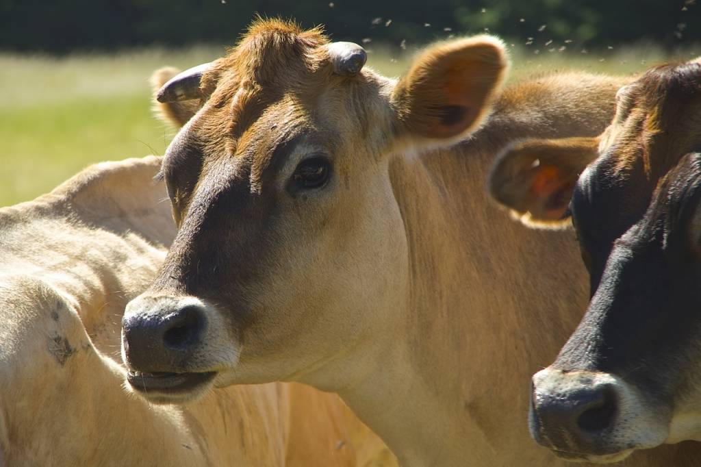 Food Union: Latvija tuvākajos gados varētu kļūt par Eiropas piena fermu
