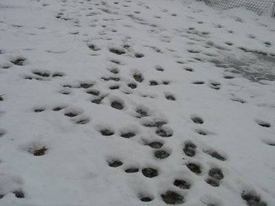 Nākamās nedēļas sākumā Latvijā gaidāms ziemai raksturīgs aukstums, kam sekos atkusnis