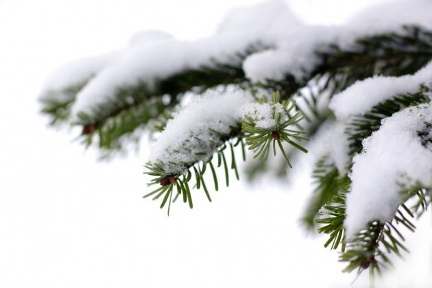 Līdz Ziemassvētkiem stiprs un stabils sals nav gaidāms