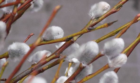 Dārznieks: Neatminos tik ziedošus Ziemassvētkus