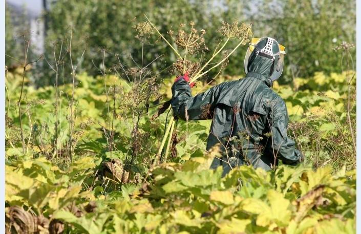 Turpmākajos gados latvāņu apkarošana par valsts līdzekļiem nenotiks