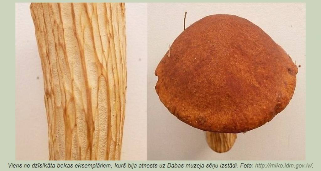 Gada sēne - pērn Latvijā konstatētā dzīslkāta beka