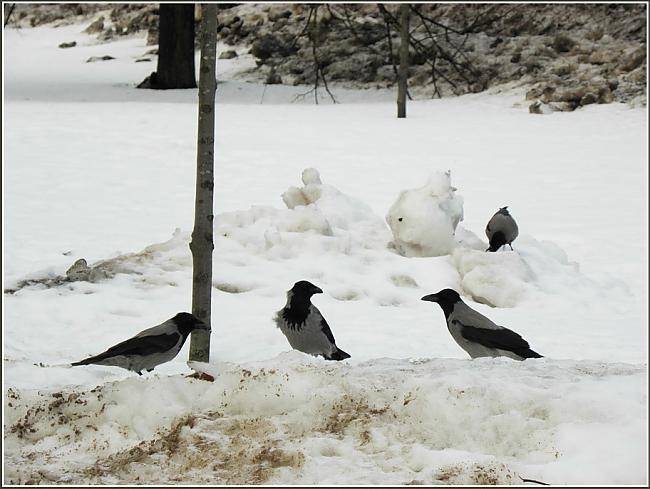 Brīvdienās sāksies ziema, turklāt uz palikšanu