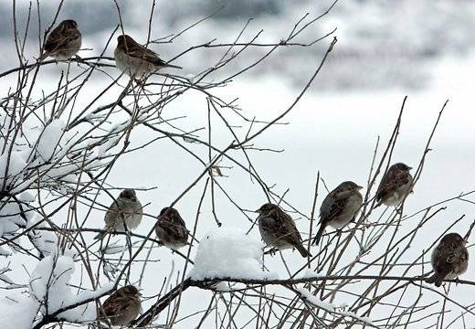 Brīvdienās salu bargāku padarīs vējš