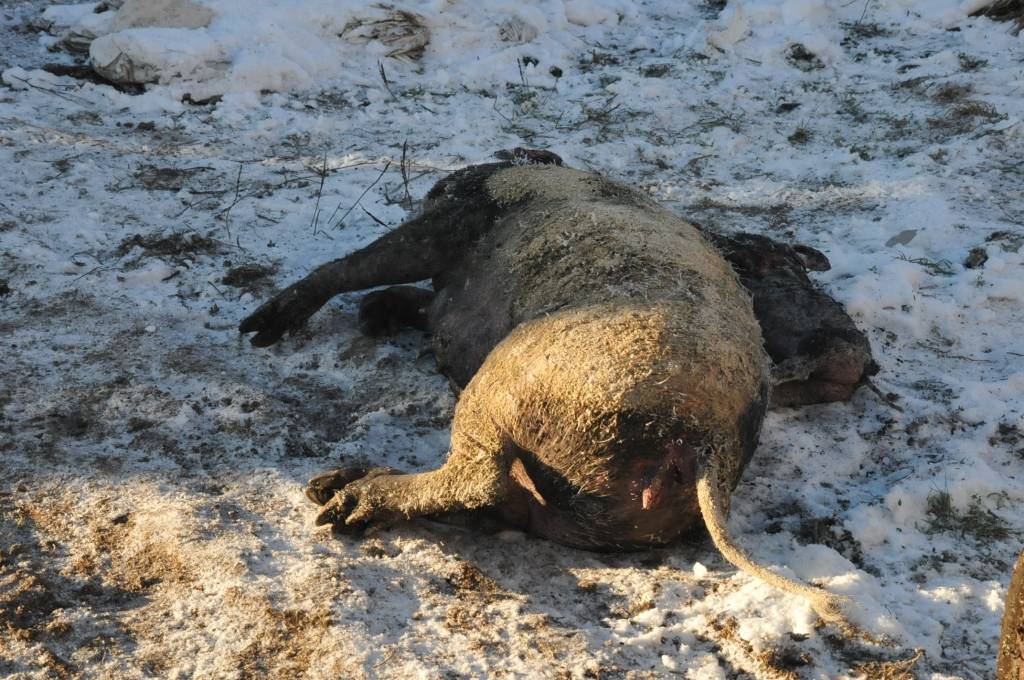 FOTO: Ugunsgrēks Bārtas fermā izcēlies, atkausējot aizsalušu ūdensvadu