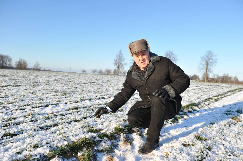 Lauksaimniekus biedē kailsala iespējamais posts ziemājiem