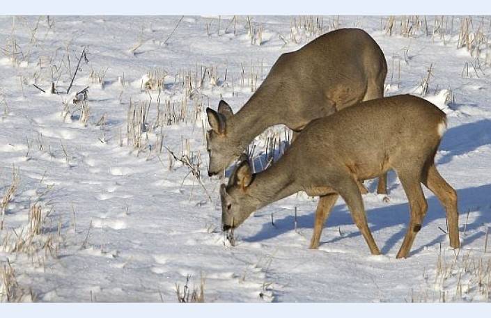 Otrdienas rīts mākoņu dēļ siltāks nekā prognozēts; dienā uzspīdēs saule