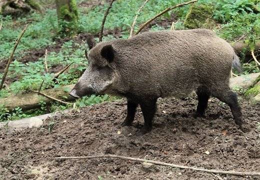 Zoologs: Meža cūku populācijas samazināšana ļaunumu nenodarīs