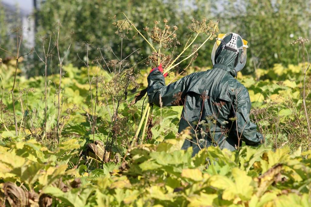 RTU zinātnieki atklājuši tehnoloģiju ražot degvielu no latvāņiem