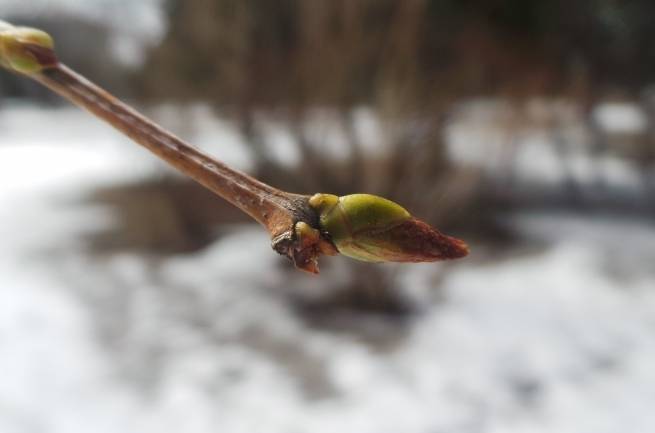 Kurzemē iestājies meteoroloģiskais pavasaris
