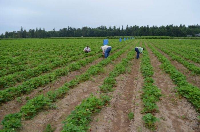 Saeimas deputātu vilcināšanās var aizkavēt plānotos nodokļu atvieglojumus sezonas laukstrādniekiem