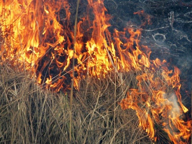Liepājas pašvaldība atgādina – kūlas dedzināšana ir stingri aizliegta