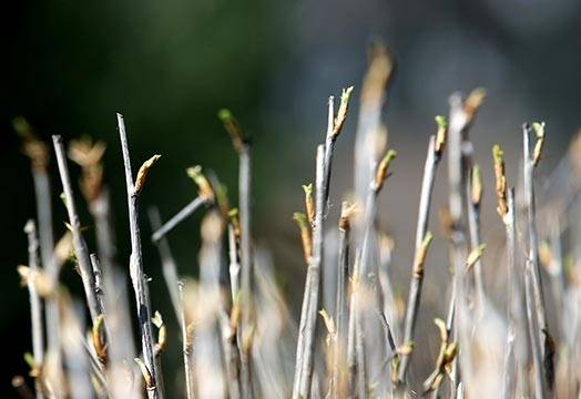 Nākamnedēļ saulainas dienas mīsies ar mākoņainām