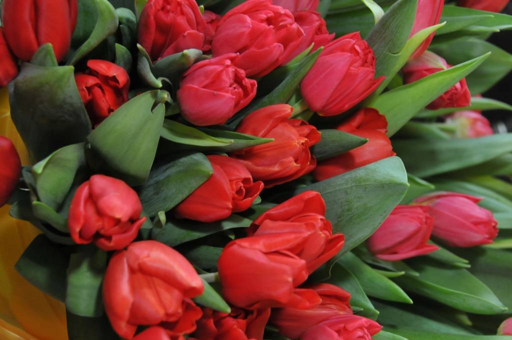 Nākamnedēļ populārākie vārdi – Aija un Guntis