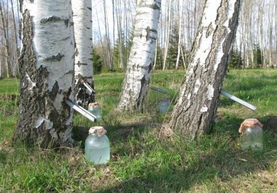 Uztura speciāliste: bērzu sulas kūre jāuzsāk pakāpeniski