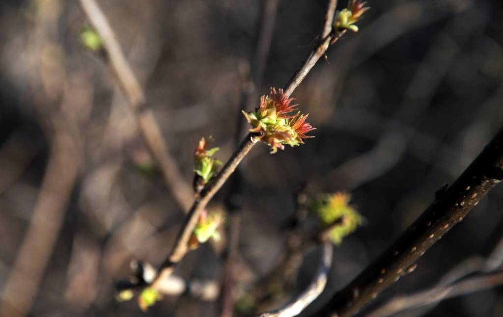 Svētdien Daugavpilī siltuma rekords - +17 grādi