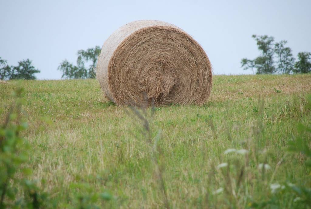 Lauku bloku kartes var saņemt uz vietas Liepājā 