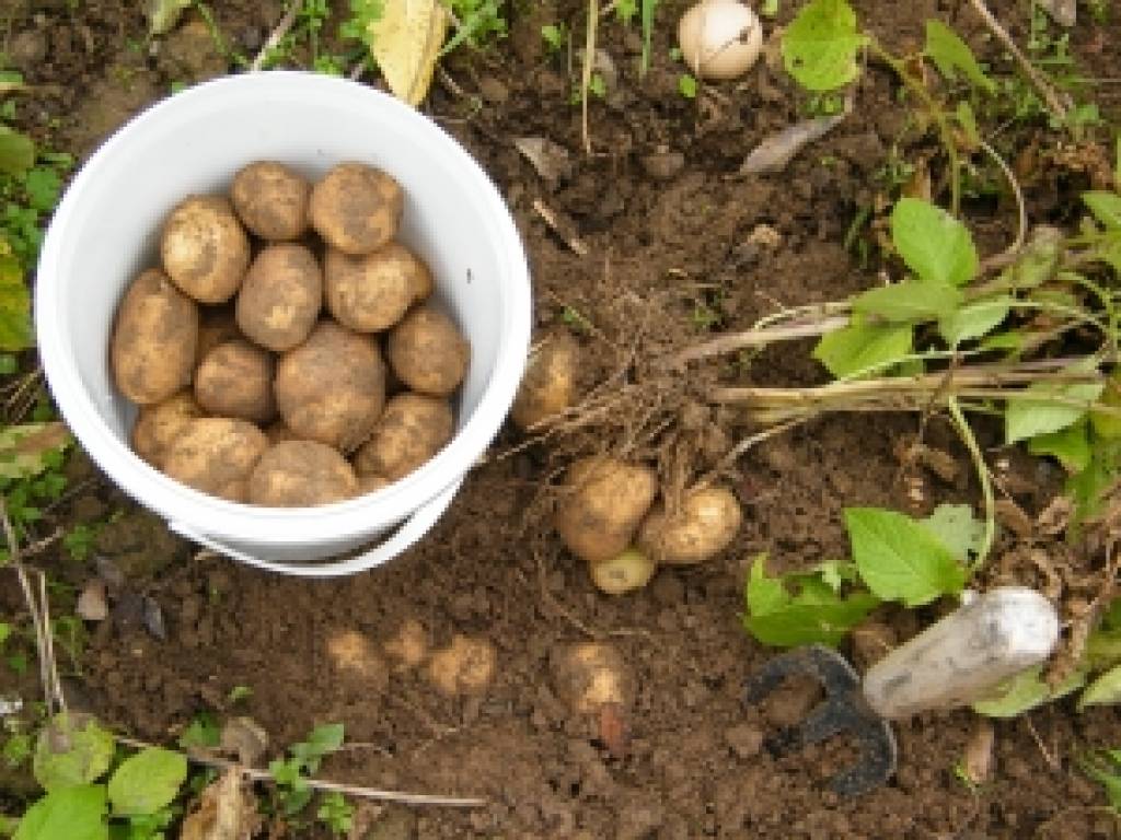 Ukraiņi Latvijā plāno attīstīt miljoniem vērtu kartupeļu pārstrādes biznesu