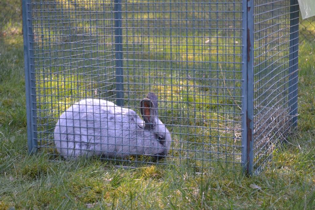 FOTO: Kapsēdē Otrās Lieldienas sagaida kopā ar "Atštaukām"