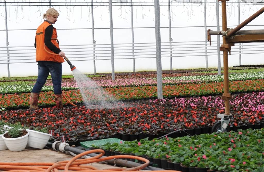 Vieni no lielākajiem Latvijas puķkopjiem investē 1,4 miljonus