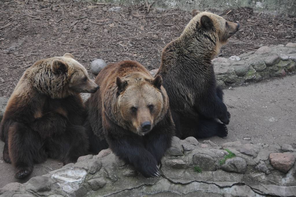 FOTO: Pavasaris Kalvenes zoodārzā "Cīruļi"