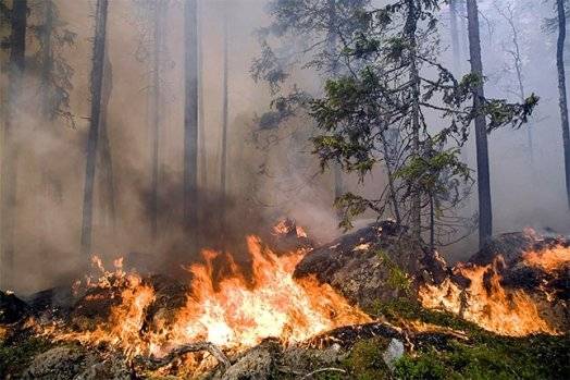 Meži deguši 25,5 hektāru platībā
