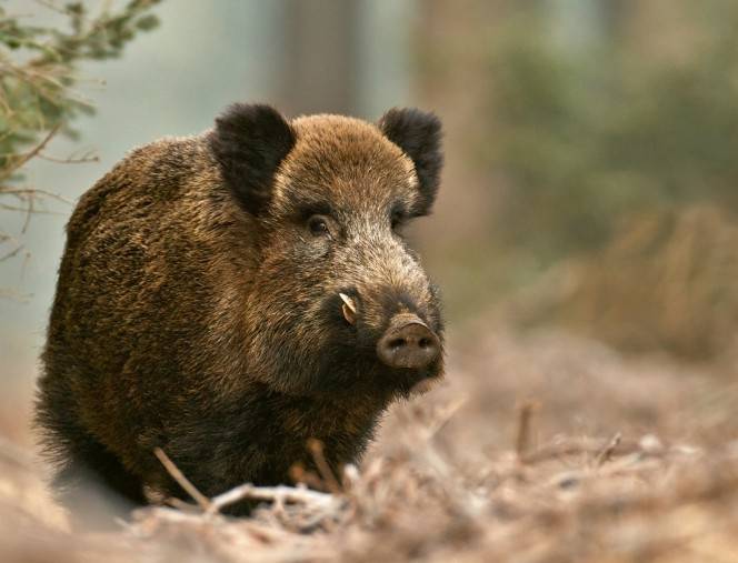 Pašvaldībās būs jāveido komisijas medījamo dzīvnieku postījumu mazināšanā