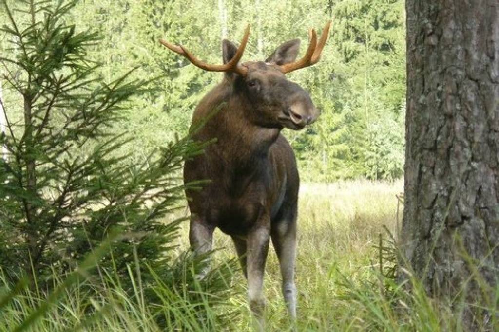 Daugavpilī dzīvojamā nama kāpņutelpā iemaldījies alnis