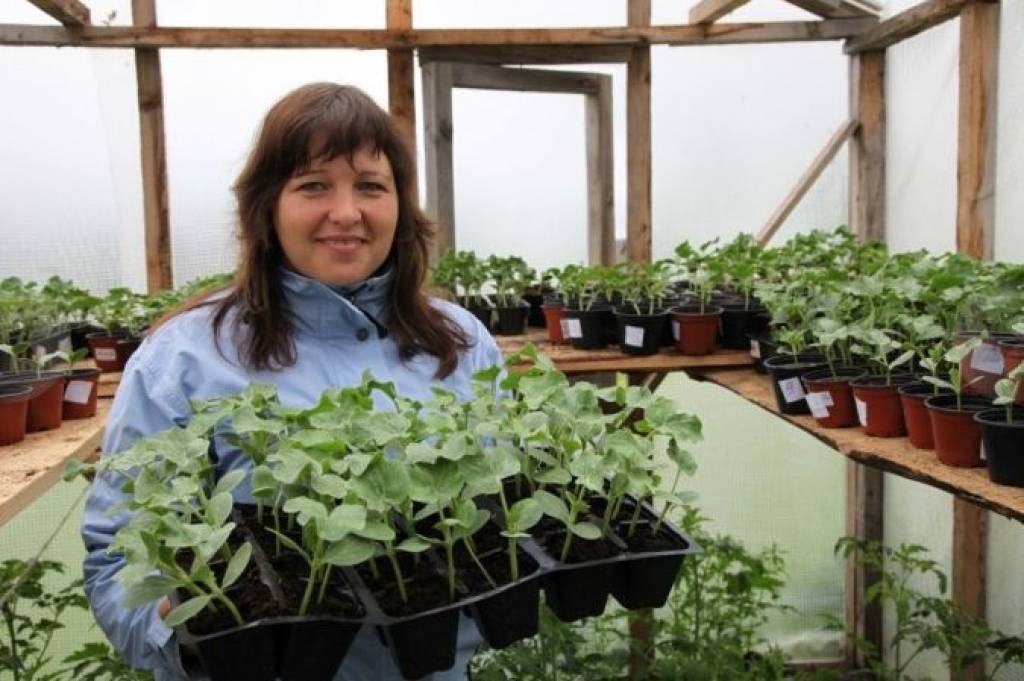 Piedzīvojot lielu pieprasījumu, vietējā arbūzu audzētāja kāpina apjomus