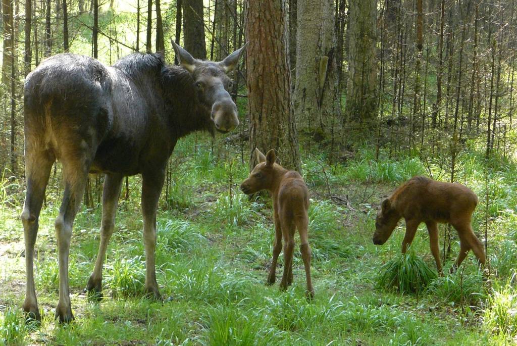 FOTO: Līgatnes dabas takās piedzimuši četri alnēni