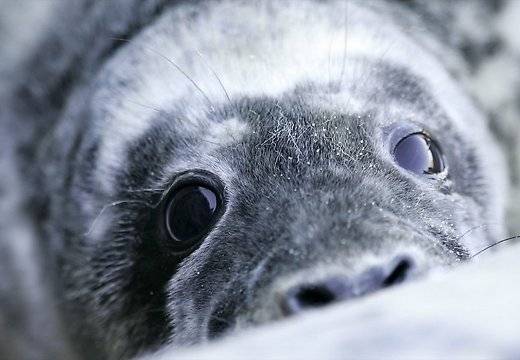 Arī Nīcas novada pludmalē savāc izskalotos roņus