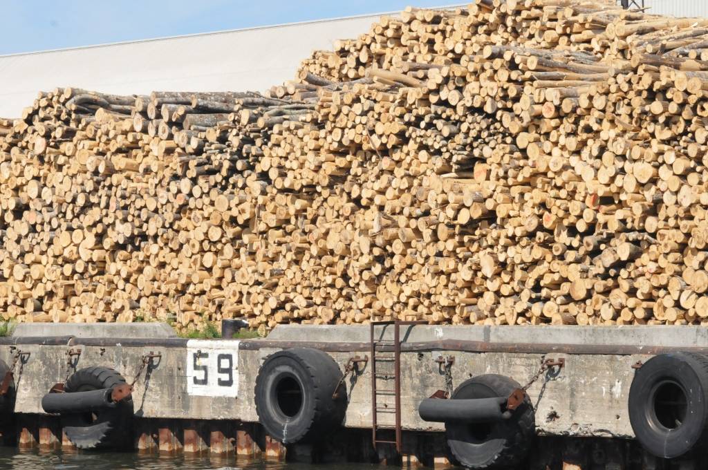 "Latvijas Valsts meži" pērn nopelnījuši 60 miljonus eiro