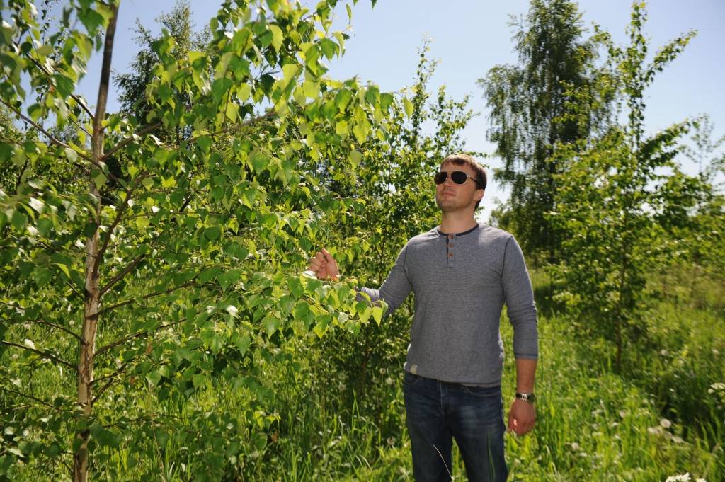 Ideju mežs: 20 gados izaudzēs bērza finierkluci  