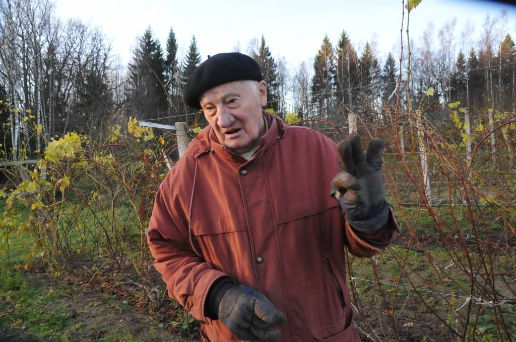 Cīravas centrā augs vīnogas un grieķu rieksti