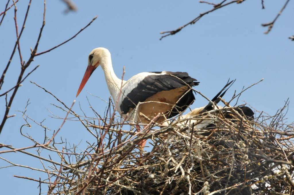 Aicina ziņot par balto stārķu ligzdošanas vietām