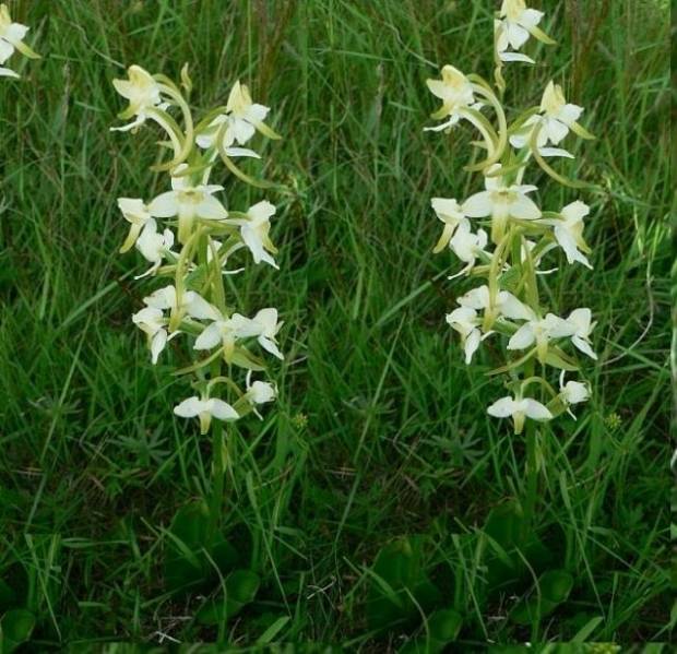 Populārākais aizliegtais augs Jāņu pušķī - smaržīgā naktsvijole  