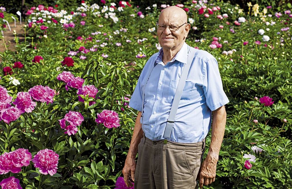 Pelīte peoniju jūras malā
