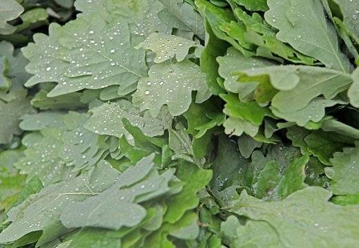 Arī pēc Jāņiem laiks daudz siltāks nekļūšot