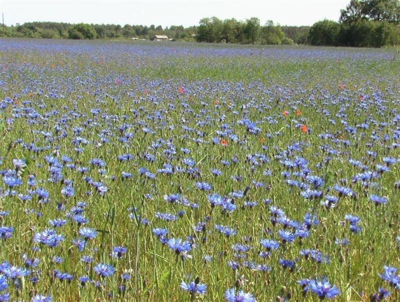 Brīvdienās Latvijā atgriezīsies vasarai atbilstošs siltums