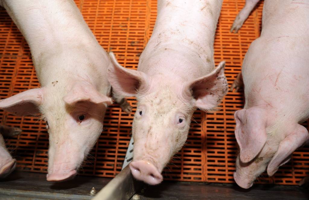 Āfrikas cūku mēra skartajā saimniecībā cūkas ir nokautas un sadedzinātas