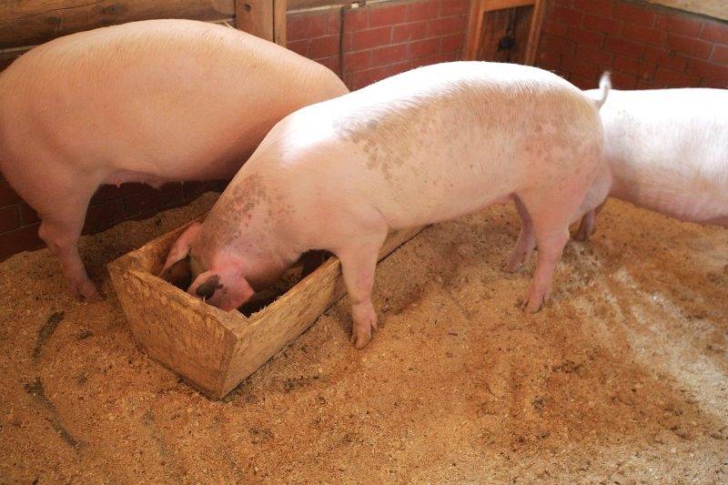 Dāņu cūkaudzētājs: Nākotnē izdzīvošanas iespējas būs tikai lielajiem cūku kompleksiem