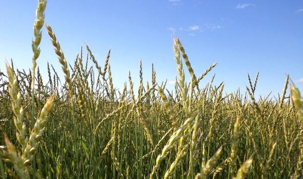 Kurzemē laukus posta dzeltenā rūsa