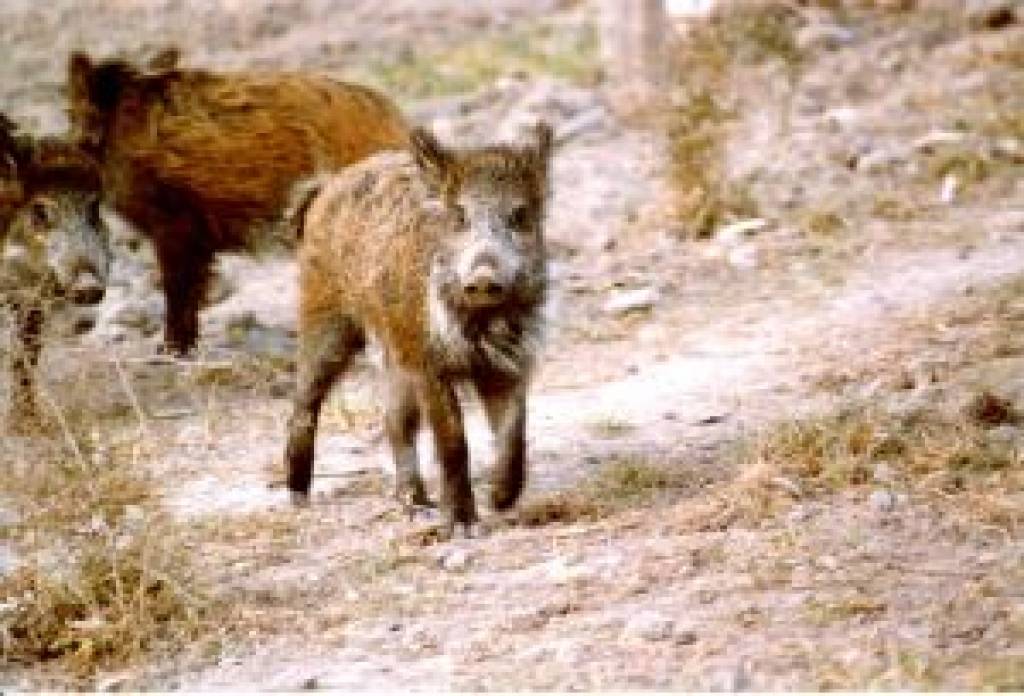 Balodis: Lai apturētu Āfrikas cūku mēri, jāizšauj mežacūkas