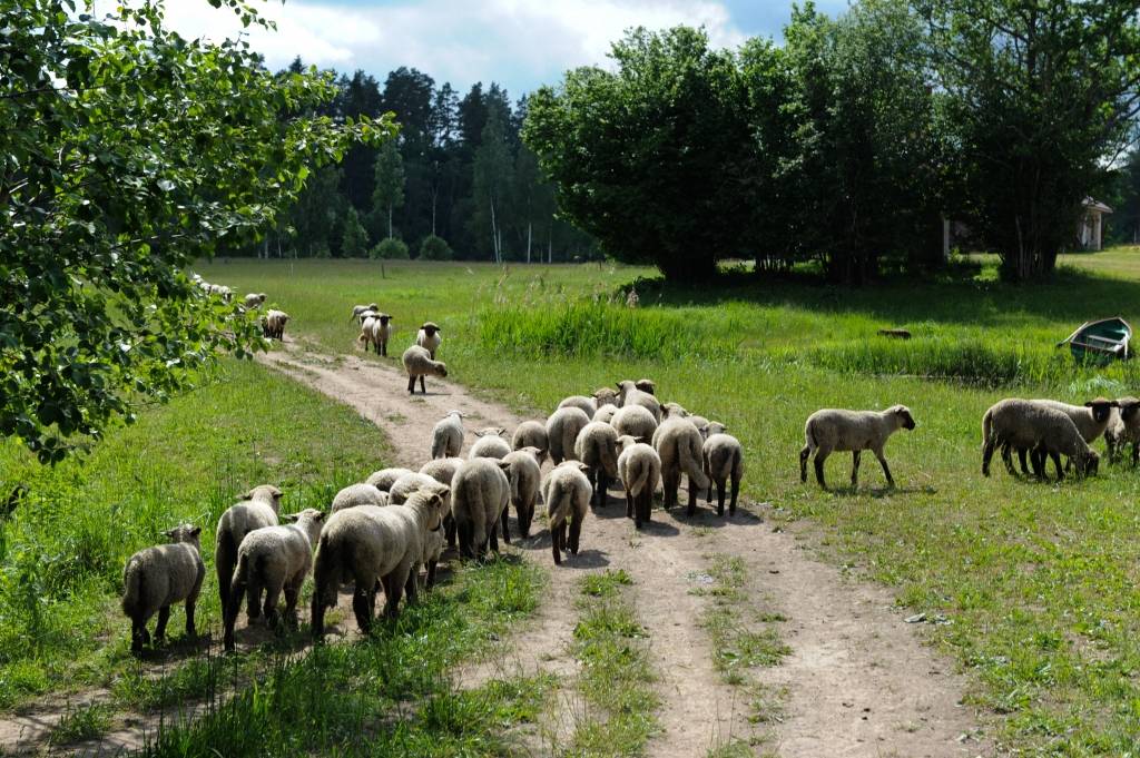 FOTO: Aitkopība - romantiska un ar izaugsmes potenciālu