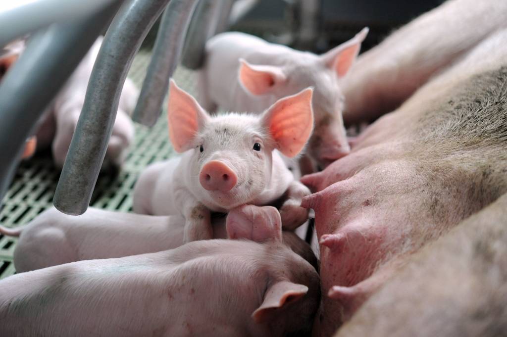 Āfrikas cūku mēris izplatās; saslimšana konstatēta arī Vidzemē
