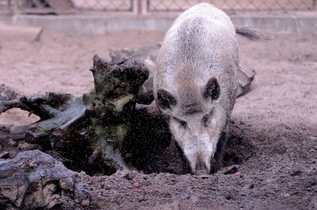 Āfrikas cūku mēra dēļ meža cūku skaitu nāksies samazināt no 70 000 līdz 12 000
