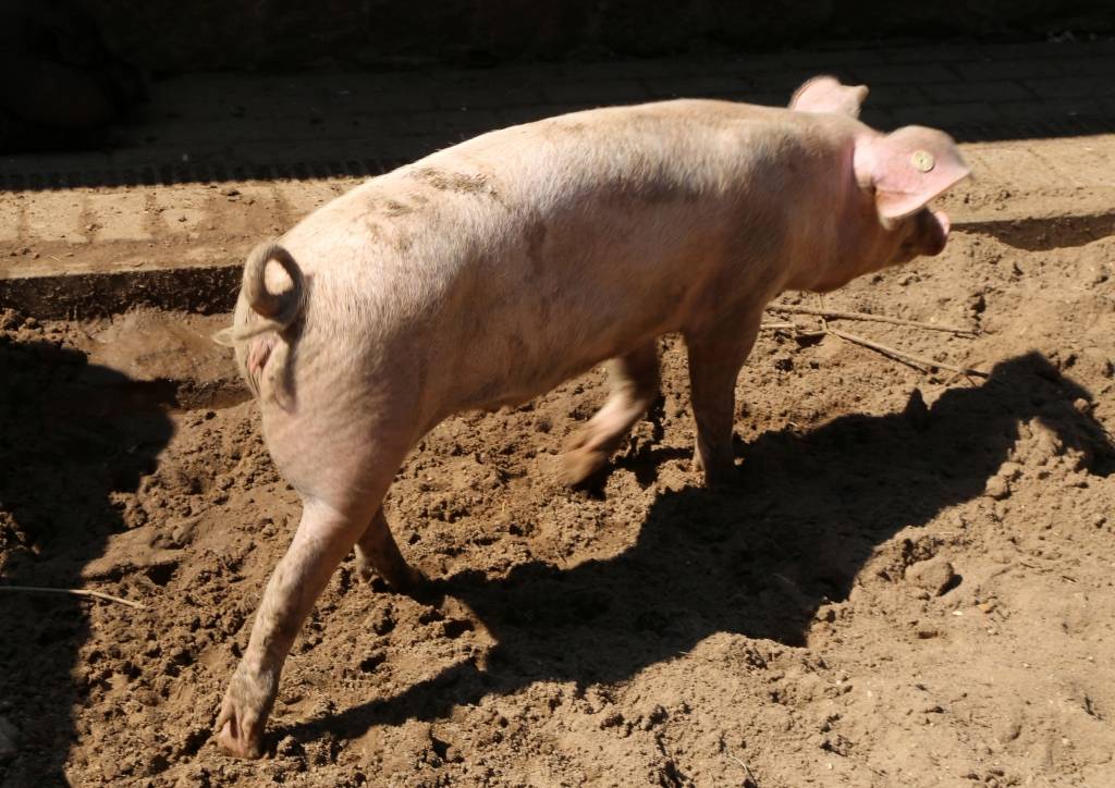 Āfrikas cūka mēra skartajās teritorijās rosinās izkaut 40 000 mājas cūku