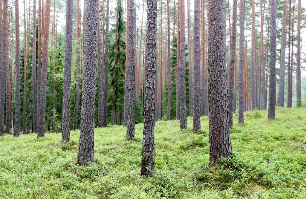 Šogad kontrolētā zemsedzes dedzināšana Gaujas nacionālajā parkā netiks veikta
