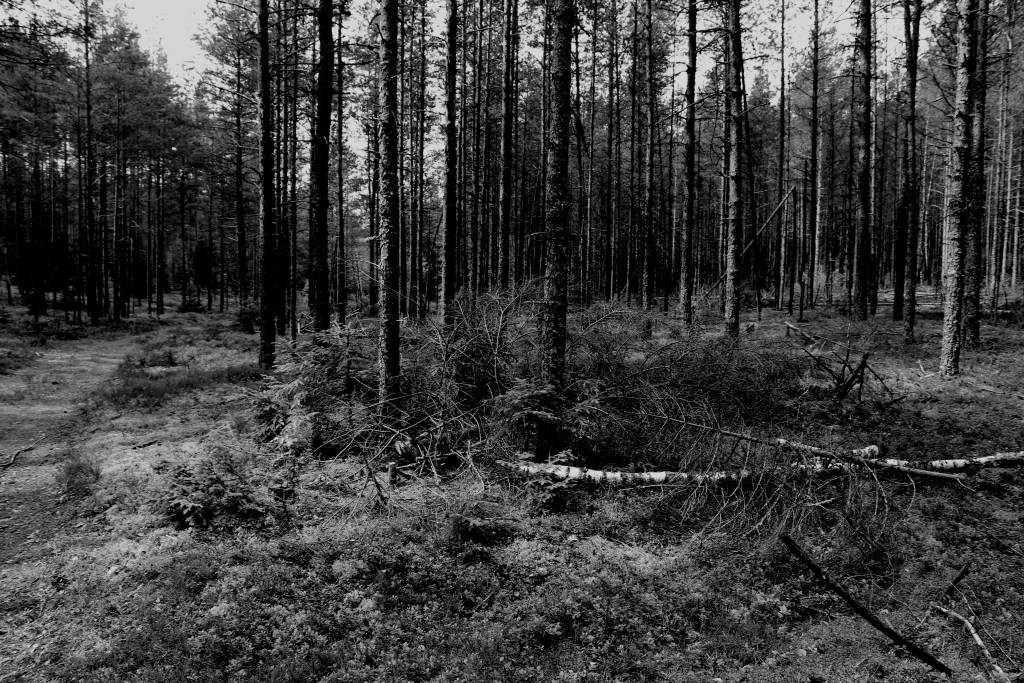 Mežā Daugavpils novadā uziet apraktu līķi; aiztur arī iespējamos slepkavas