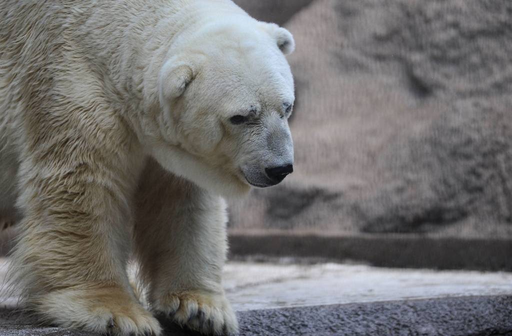 Krievijas noteiktā pārtikas embargo dēļ Maskavas zoodārza iemītnieki spiesti mainīt ēdienkarti